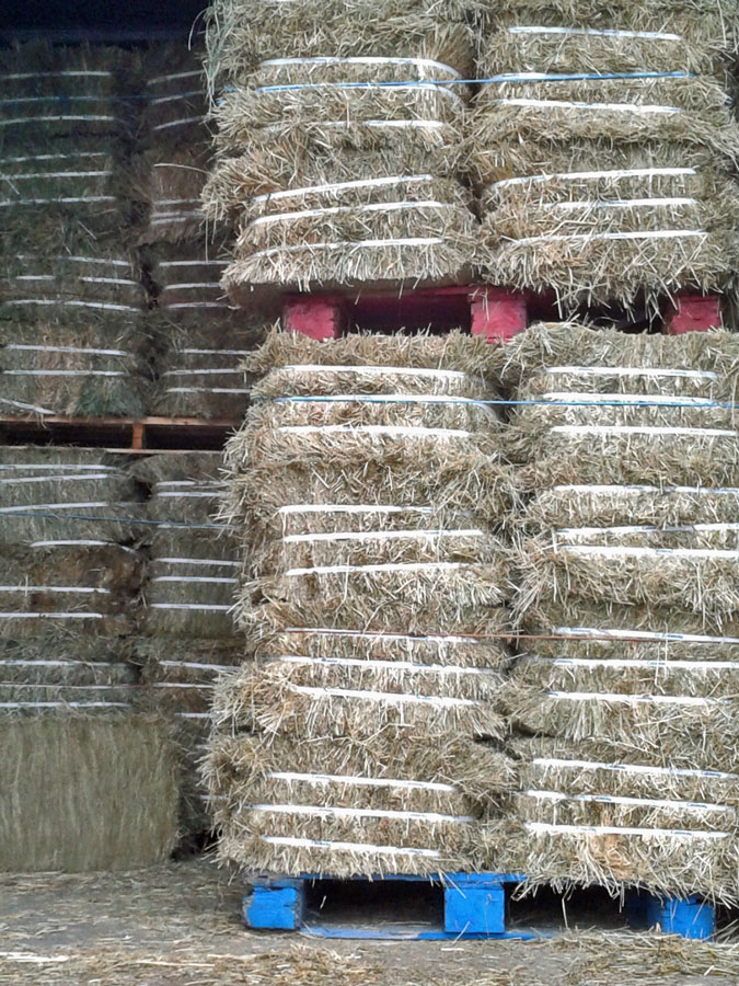 hay